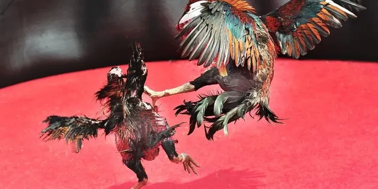 Bí Quyết Chơi Đá Gà Sabong Tại Kingbet86 Thắng Lớn