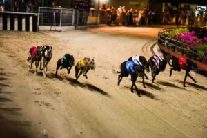 Cách Chơi Game Nhanh Đua Chó Tại Kingbet86 Đặt Cược Thắng Lớn