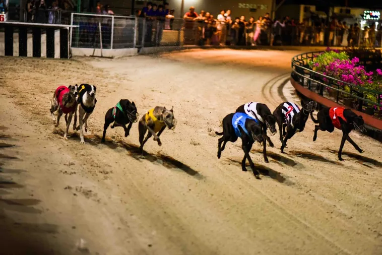 Cách Chơi Game Nhanh Đua Chó Tại Kingbet86 Đặt Cược Thắng Lớn