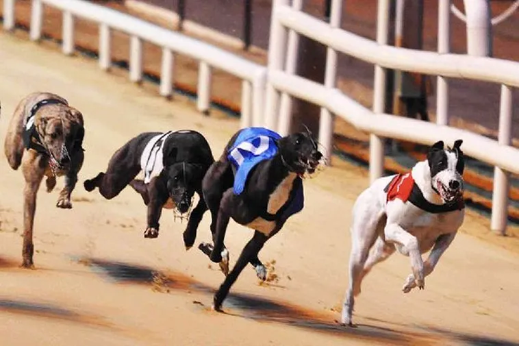 Cách Chơi Game Nhanh Đua Chó Tại Kingbet86 Đặt Cược Thắng Lớn