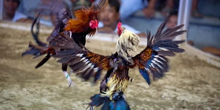 Bí Quyết Chơi Đá Gà Sabong Tại Kingbet86 Thắng Lớn